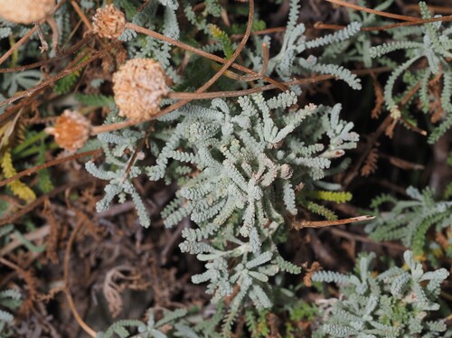 Corsican lavender-cotton (Santolina corsica)