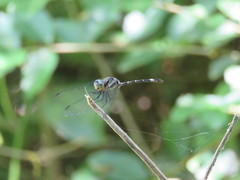 Micrathyria hypodidyma