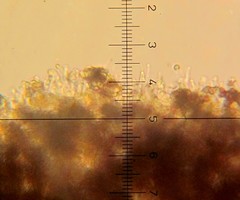 Psilocybe neoxalapensis