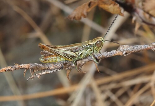 Sardinian Straw Grasshopper