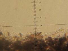 Psilocybe neoxalapensis