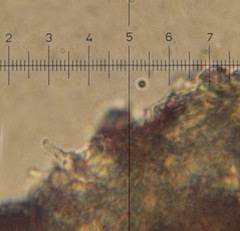 Psilocybe neoxalapensis