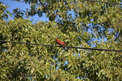 Piranga rubra