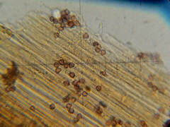 Psilocybe neoxalapensis