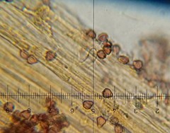 Psilocybe neoxalapensis