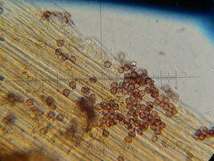 Psilocybe neoxalapensis