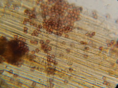 Psilocybe neoxalapensis