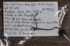 Psilocybe neoxalapensis