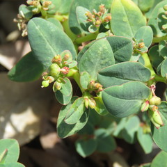 Euphorbia atoto