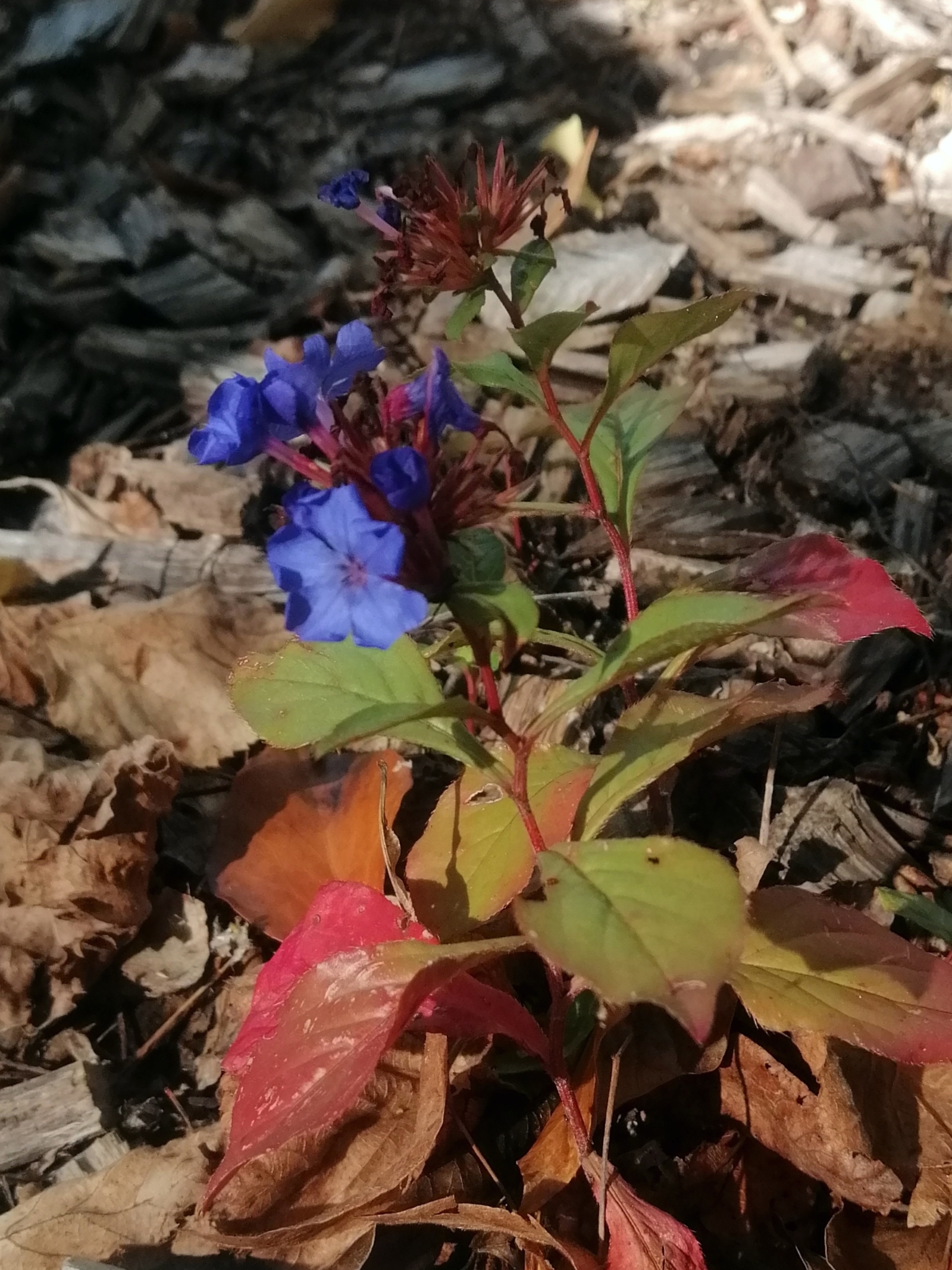 Blue Leadwort (Ceratostigma plumbaginoides)
