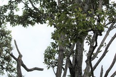 Terminalia elliptica