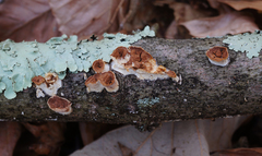 Scytinostroma artocreas