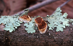 Scytinostroma artocreas