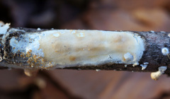 Scytinostroma artocreas