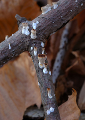 Scytinostroma artocreas