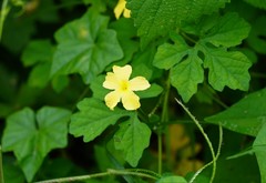 Momordica charantia image