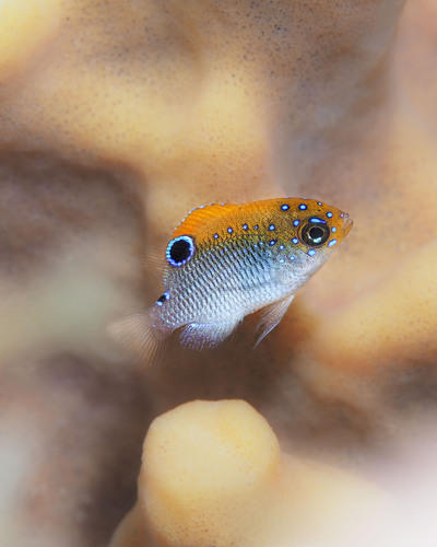Dusky Damselfish