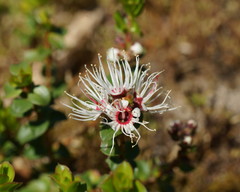 Kunzea pomifera