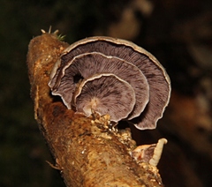 Deconica horizontalis