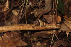 Deconica horizontalis