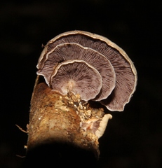Deconica horizontalis