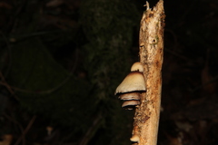 Deconica horizontalis