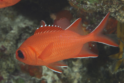 Photo of Whitetip soldierfish (Myripristis vittata)