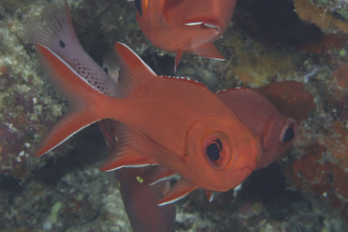 Photo of Whitetip soldierfish (Myripristis vittata)
