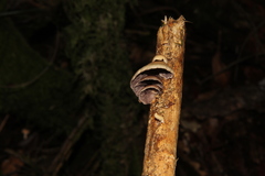 Deconica horizontalis