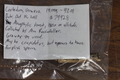 Deconica horizontalis