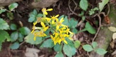 Solidago virgaurea asiatica