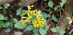 Solidago virgaurea asiatica