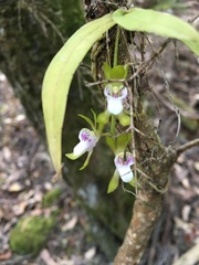 Sarcochilus australis