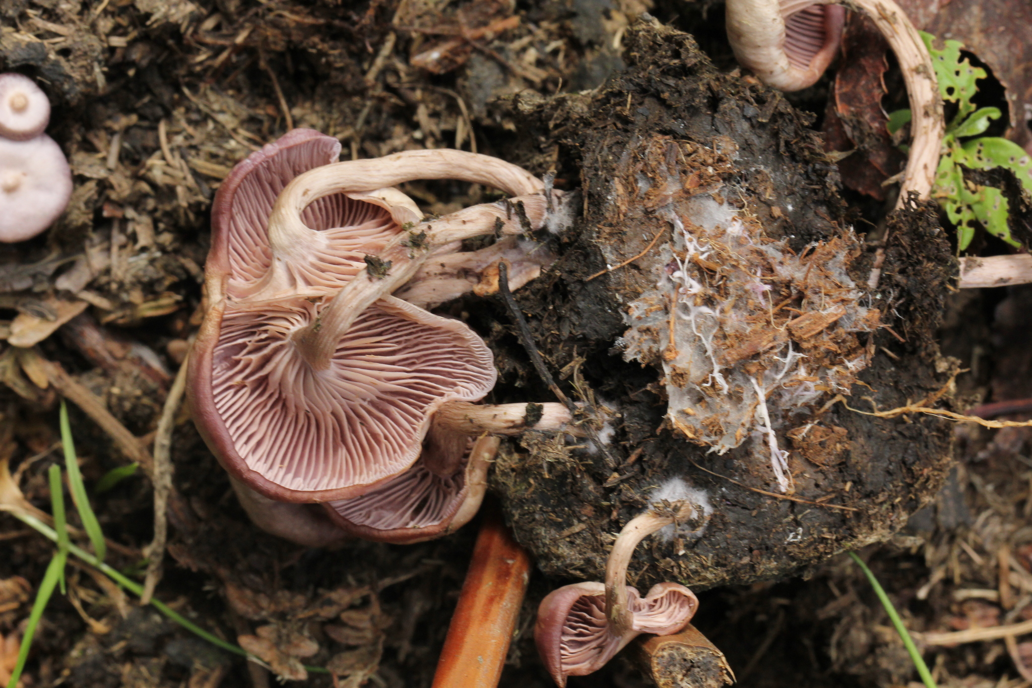 Lepista sordida image
