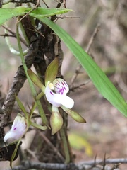 Sarcochilus australis