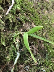 Sarcochilus australis