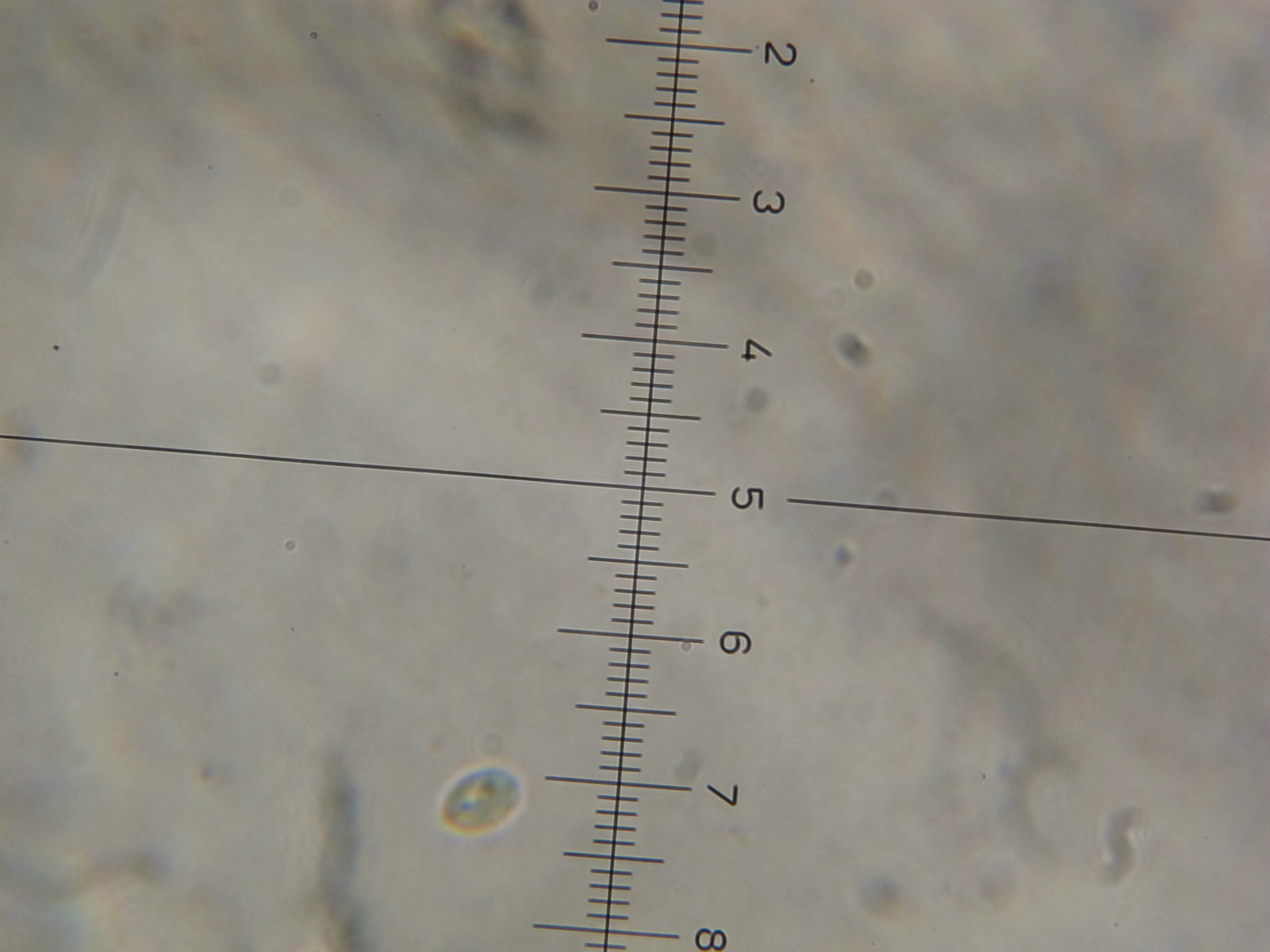 Lepista sordida image