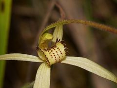 Caladenia fragrantissima