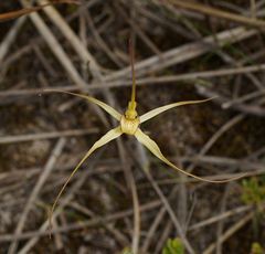 Caladenia fragrantissima
