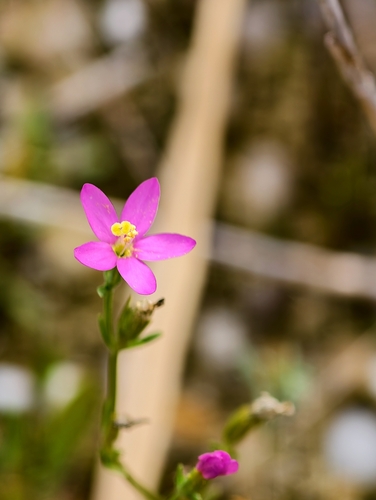 Seaside Centaury (Centaurium littorale)