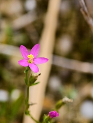 Centaurium littorale, photograph author not stated, no rights reserved