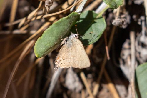 iNaturalist observation photo of Hedgerow Hairstreak