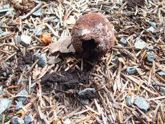 Elaphomyces muricatus