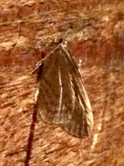 Operophtera occidentalis