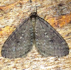 Operophtera occidentalis