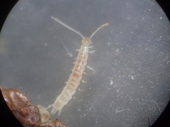 Scutigerella
