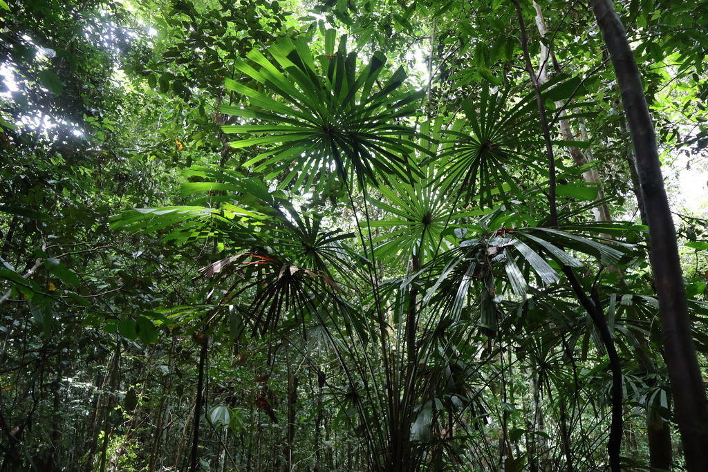 Licuala lauterbachii