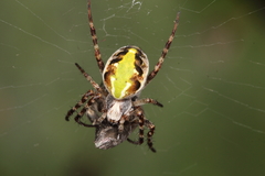 Novaranea queribunda