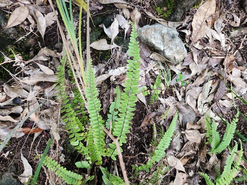 Lindsaea gueriniana observed 2025-09-13