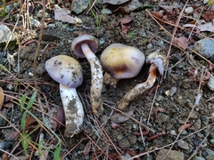 Cortinarius dryosalor